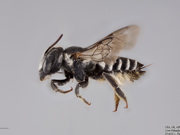 [Megachile apicalis female thumbnail]